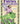 Jim Shore Fairies, Gnomes & Dragons Coloring Book