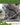 Kids Backyard Safari: Gray Squirrels