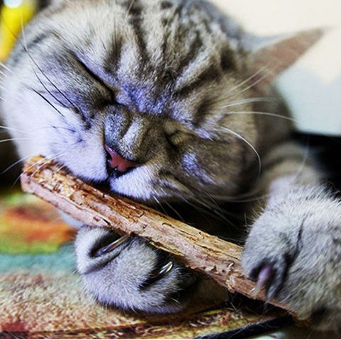 5 PCSMatatabi Toys  Catnip  Chew Toy for Pet Kitten - Cindi Book
