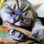 5 PCSMatatabi Toys  Catnip  Chew Toy for Pet Kitten - Cindi Book