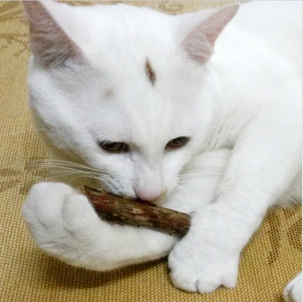 5 PCSMatatabi Toys  Catnip  Chew Toy for Pet Kitten - Cindi Book