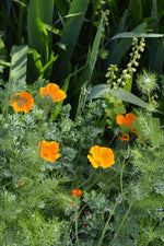Peace, Love and Gardening: Understanding Pacific Northwest Gardens and Do-It-Yourself Projects to Beautify Them – From the Best of the Pecks Columns - Additional Book View 14