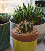 Peace, Love and Gardening: Understanding Pacific Northwest Gardens and Do-It-Yourself Projects to Beautify Them – From the Best of the Pecks Columns - Additional Book View 12