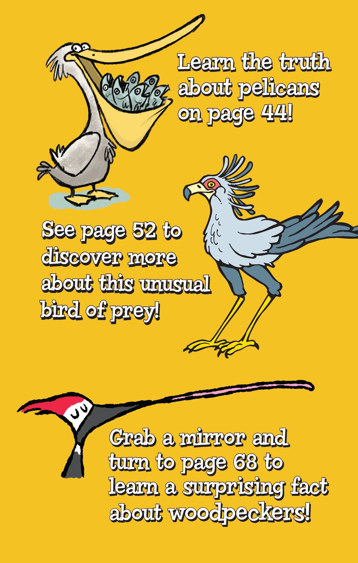 Awesome Bird Puzzles for Kids