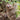 Peek and See Baby Animals All Grown Up