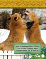 Kids Backyard Safari: Red Foxes