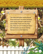Kids Backyard Safari: Red Foxes