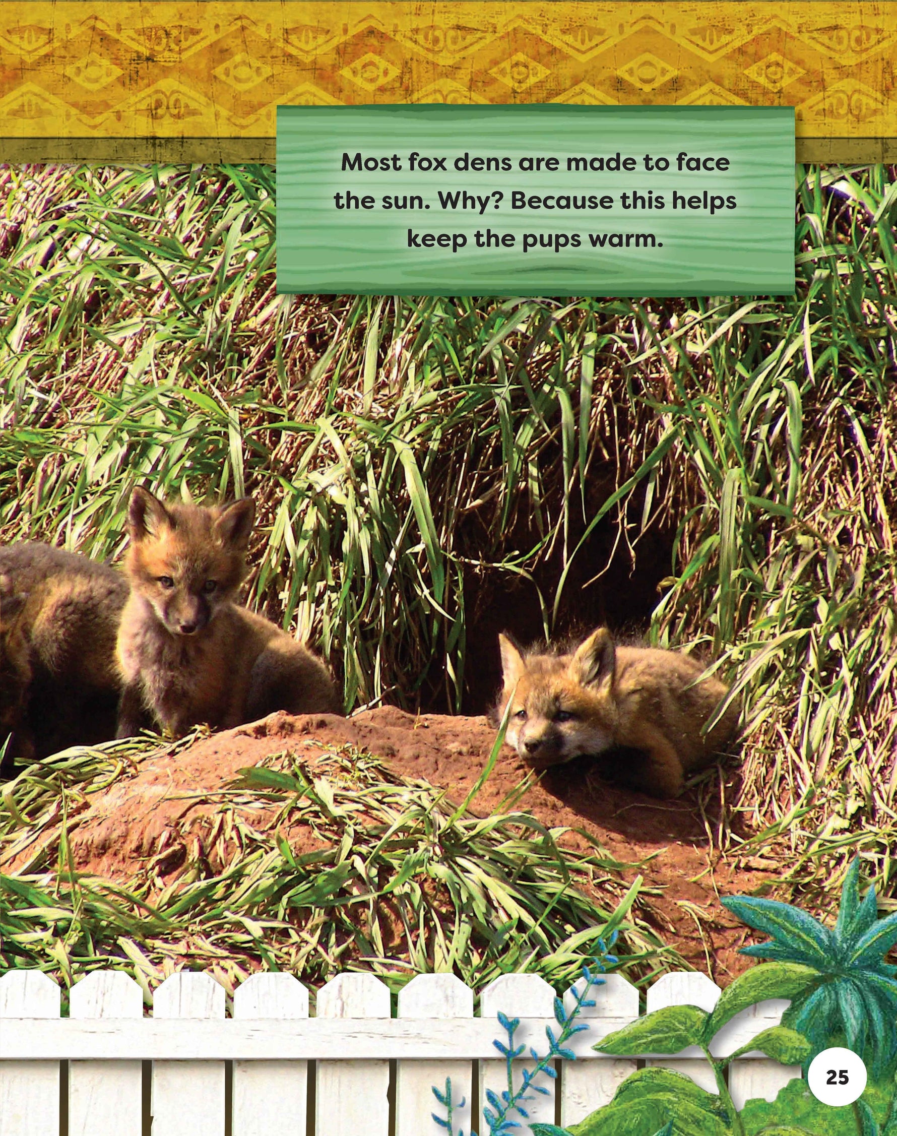 Kids Backyard Safari: Red Foxes