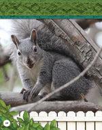 Kids Backyard Safari: Gray Squirrels