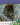 Kids Backyard Safari: Raccoons