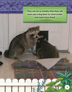 Kids Backyard Safari: Raccoons