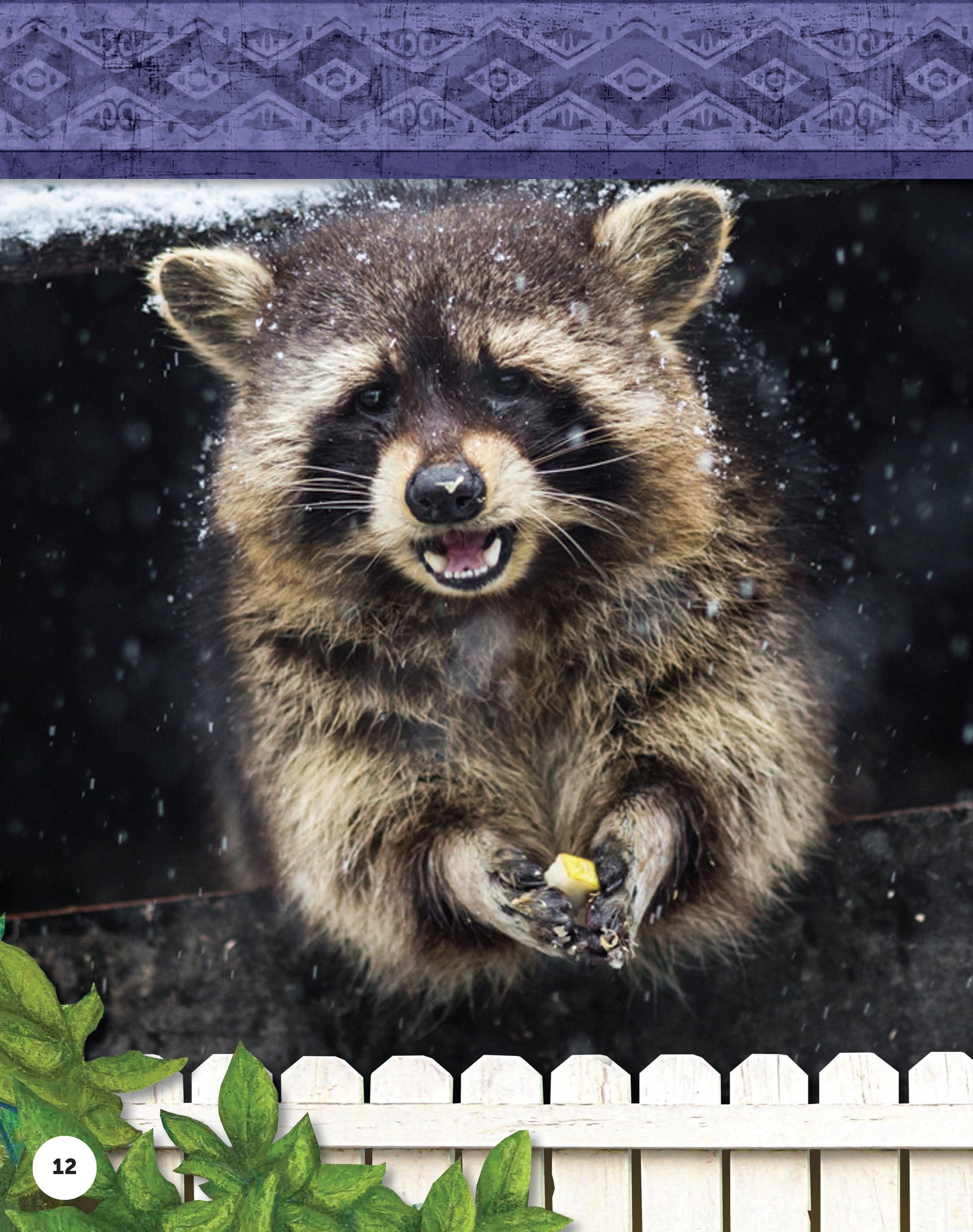 Kids Backyard Safari: Raccoons