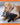 If Animals Could Talk: Cats