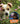 If Animals Could Talk: Dogs