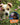 If Animals Could Talk: Dogs