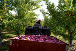 A Year in the Fields: The State of the Washington Farmer - Additional Book View 10