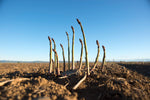 A Year in the Fields: The State of the Washington Farmer - Additional Book View 9