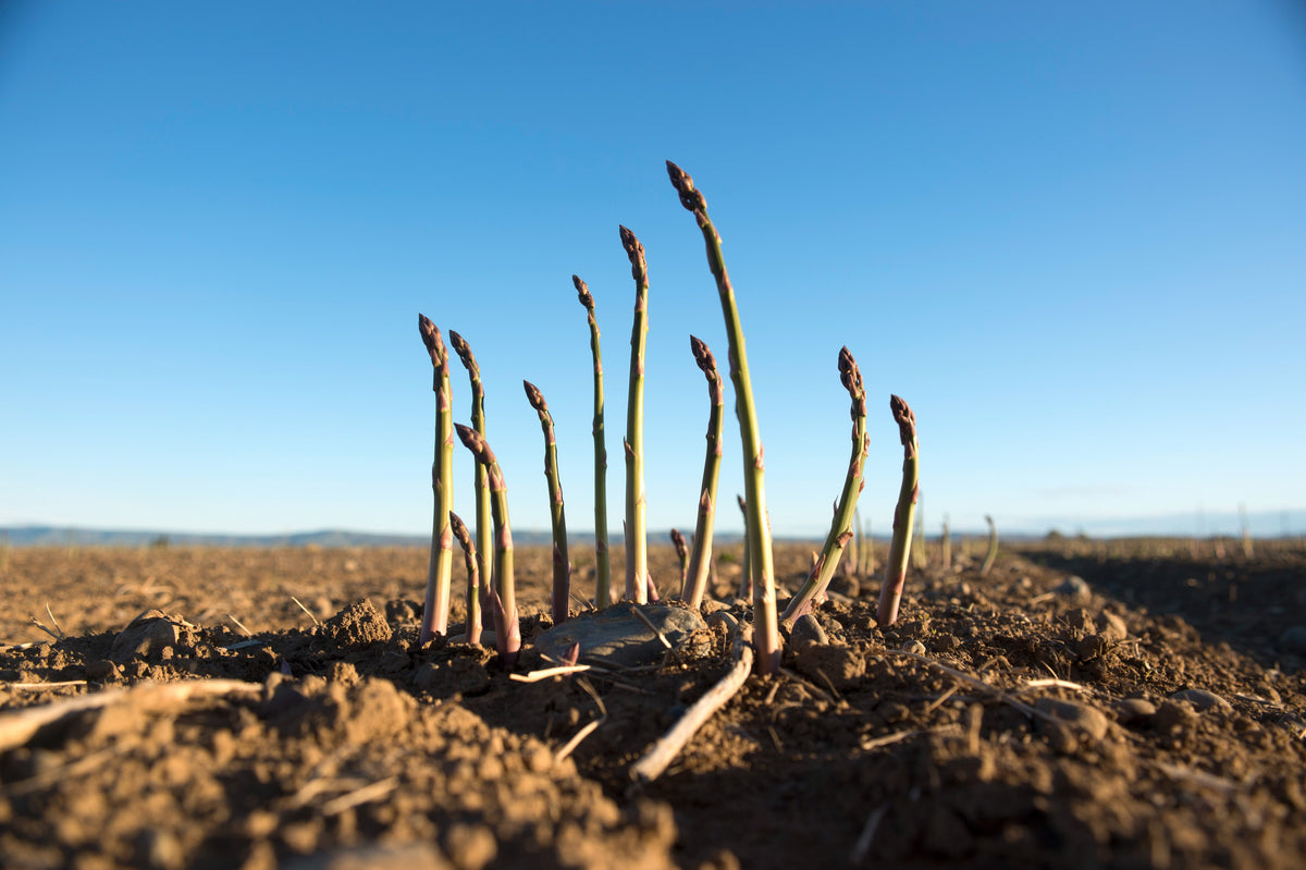 A Year in the Fields: The State of the Washington Farmer - Additional Book View 9