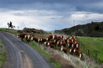 A Year in the Fields: The State of the Washington Farmer - Additional Book View 2