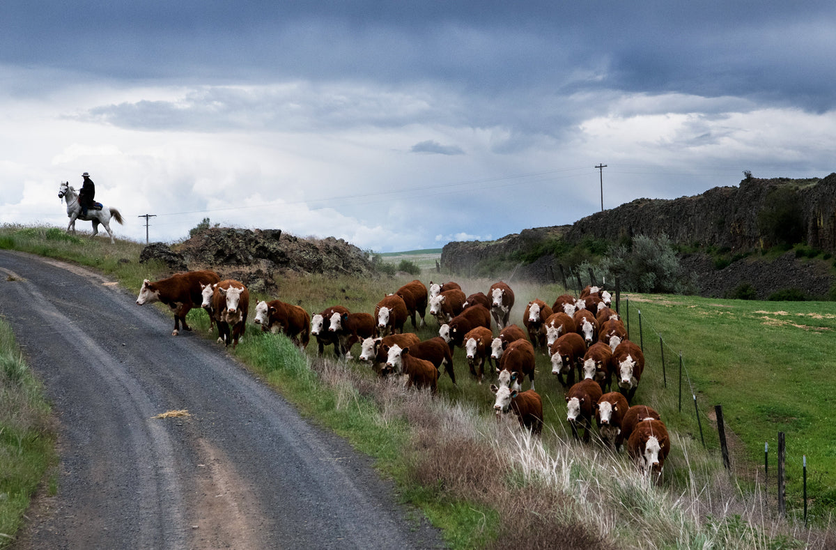 A Year in the Fields: The State of the Washington Farmer - Additional Book View 2