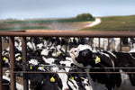 A Year in the Fields: The State of the Washington Farmer - Additional Book View 6