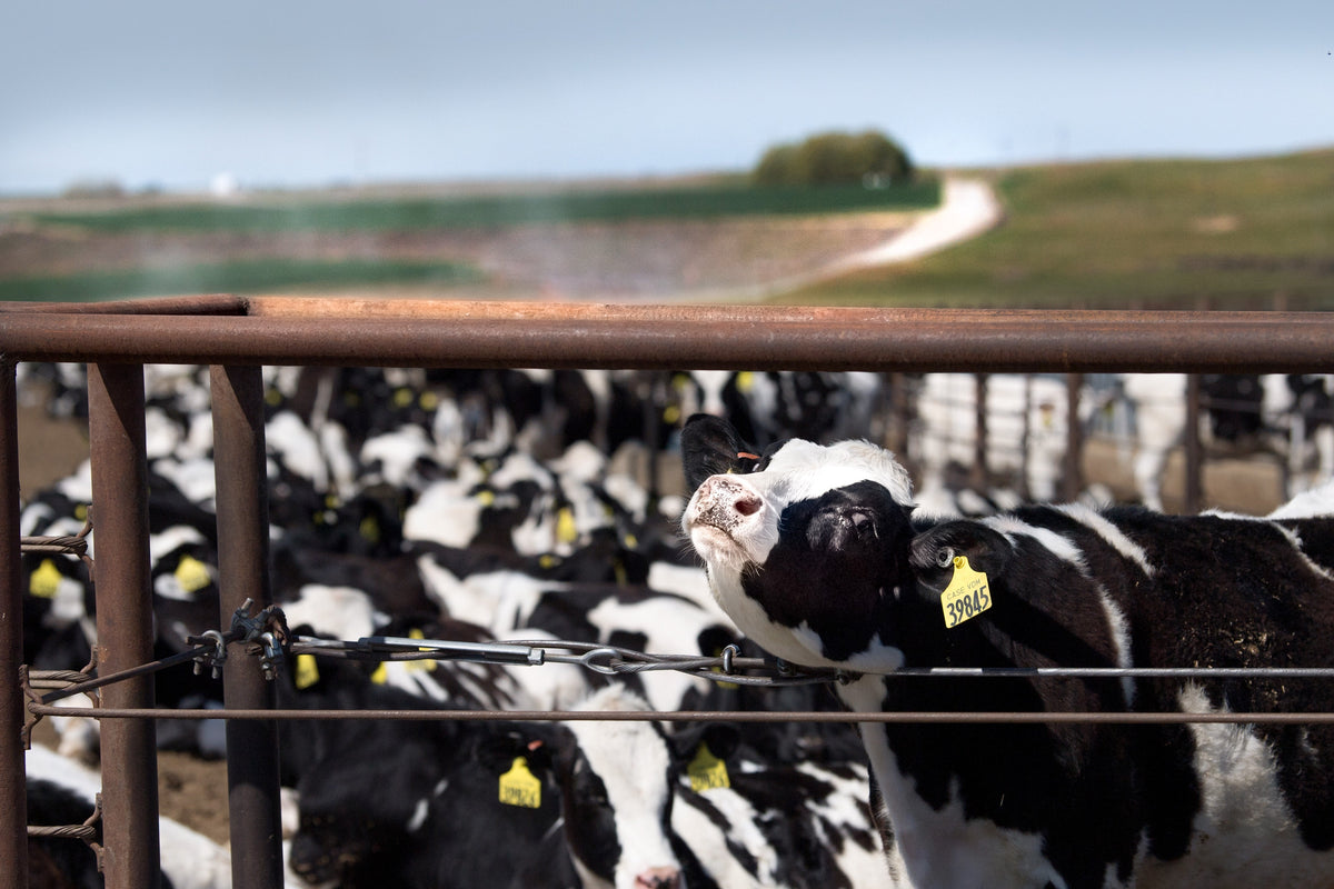 A Year in the Fields: The State of the Washington Farmer - Additional Book View 6