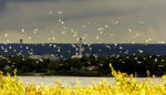 Reflections of: Presque Isle: A Visual Journey - Additional Book View 6