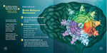 The Little Brain People. Giving kids language and tools to help with yucky brain moments