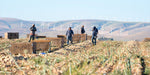 A Year in the Fields: The State of the Washington Farmer - Additional Book View 13