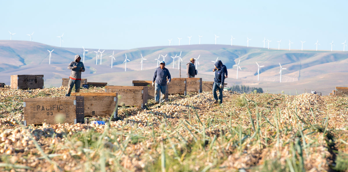 A Year in the Fields: The State of the Washington Farmer - Additional Book View 13