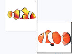 Electric Funny Cat Simulation Fish Beating Usb Jumping Cat Toy - Cindi Book