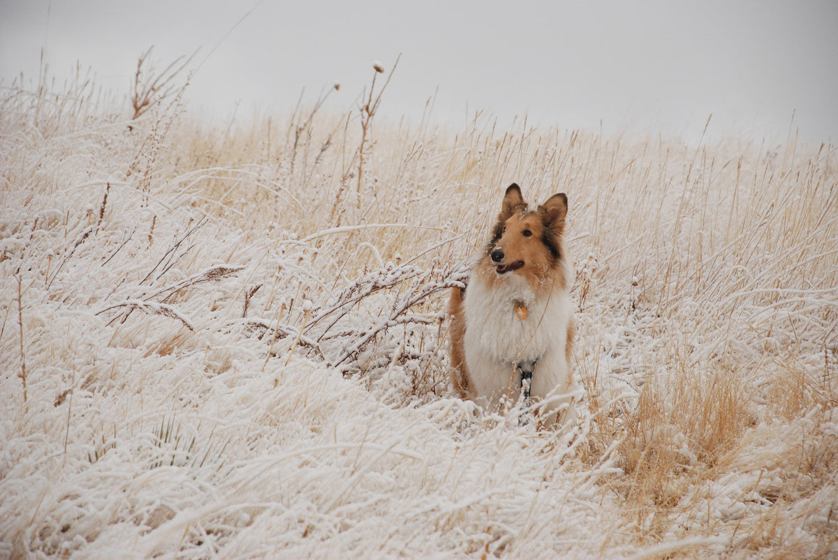 Capture My Colorado: Vail - Additional Book View 6