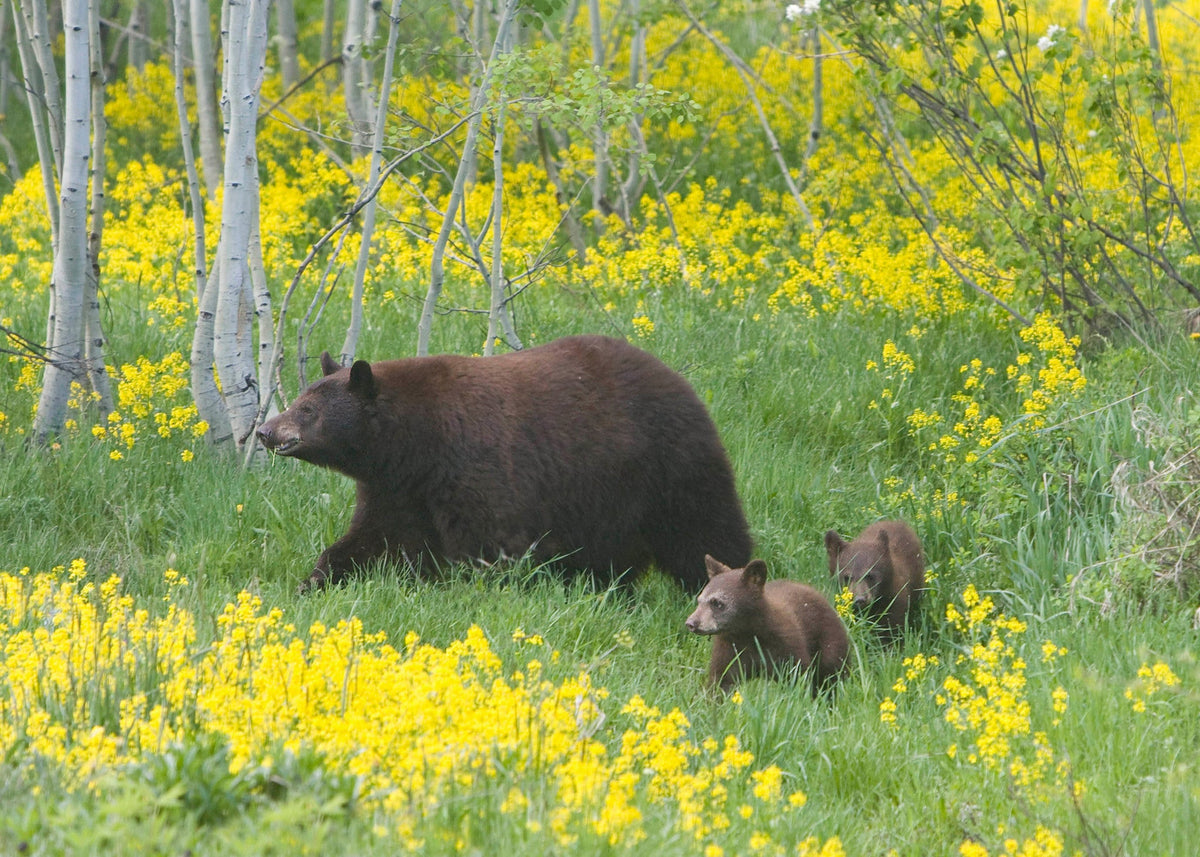 Capture My Colorado: Aspen - Additional Book View 9