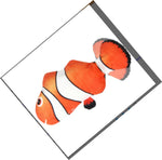Electric Funny Cat Simulation Fish Beating Usb Jumping Cat Toy - Cindi Book