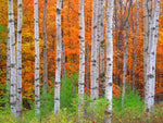 Capture Door County: Seasons Behind the Door: A Photographic Look at Door Countys Seasons - Additional Book View 7